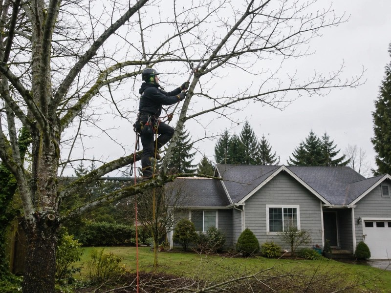 arborist climbing a dormant deciduous tree near a residential roofline — tree trimming in Monroe, WA