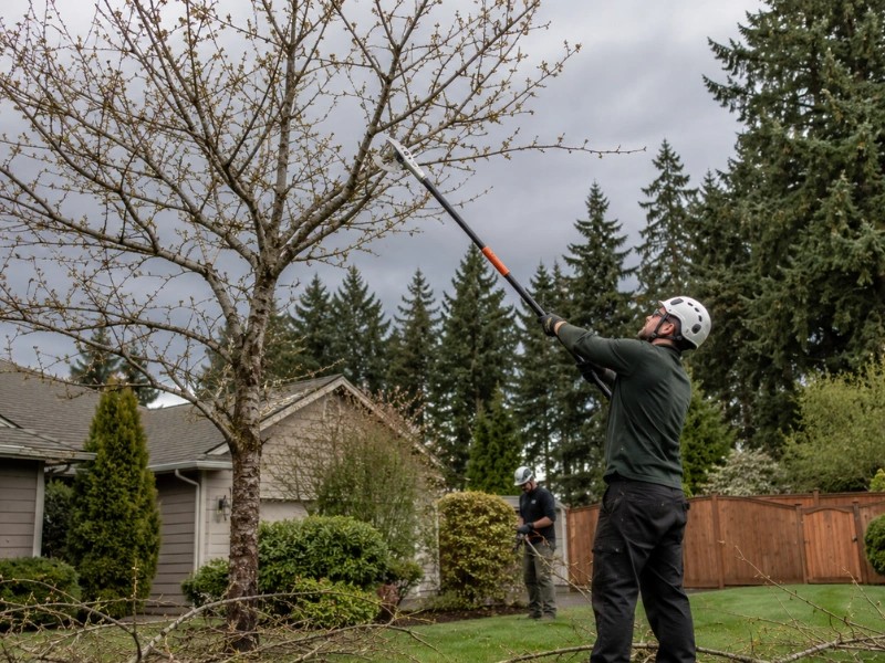 Helmeted crew member pole sawing a budding fruit tree with ground crew assist — tree trimming in Monroe, WA