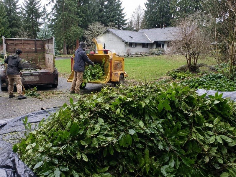 Crew feeding English laurel clippings into a chipper for disposal — hedge trimming in Monroe, WA