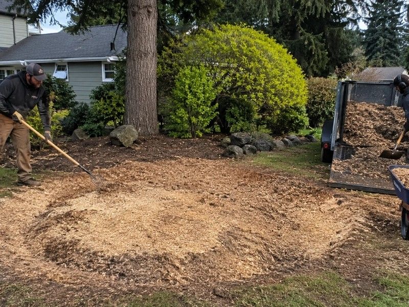 Crew raking and leveling wood chip grindings after stump grinding in a Monroe, WA residential yard Crew raking and leveling wood chip grindings after stump grinding in a Monroe, WA residential yard
