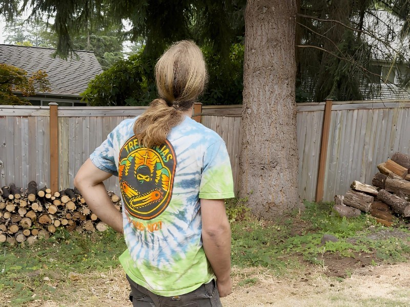 Tree Ninjas crew member assessing a large residential conifer before tree removal Tree Ninjas crew member assessing a large residential conifer before tree removal