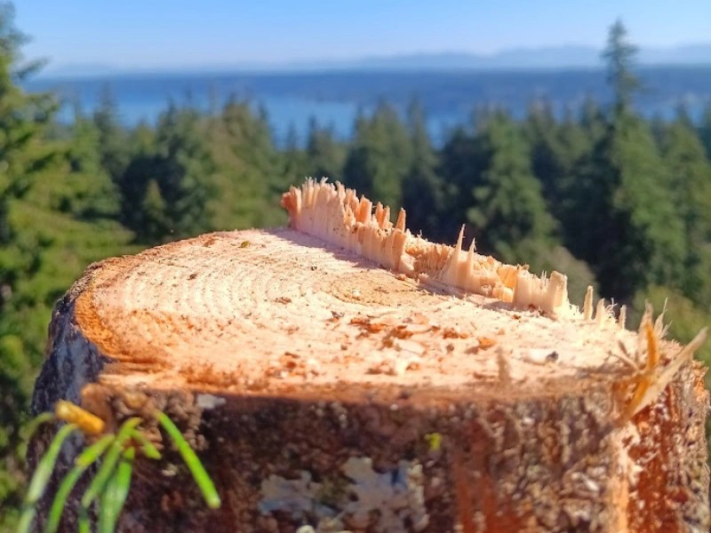 Fresh conifer stump cross-section with Puget Sound and conifers in the background — tree service near me in Western Washington Fresh conifer stump cross-section with Puget Sound and conifers in the background — tree service near me in Western Washington