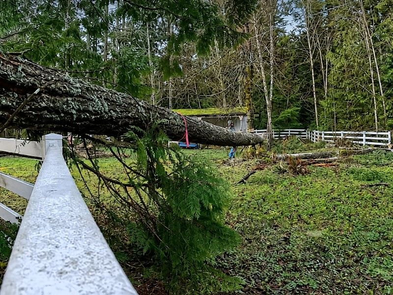 Large conifer felled across a white fence during emergency response — local tree service near me in the Snoqualmie Valley Large conifer felled across a white fence during emergency response — local tree service near me in the Snoqualmie Valley