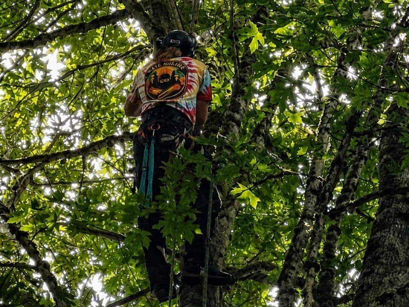 Tree Ninjas arborist in climbing harness positioned high in a big-leaf maple — tree trimming service near me in the Snoqualmie Valley Tree Ninjas arborist in climbing harness positioned high in a big-leaf maple — tree trimming service near me in the Snoqualmie Valley