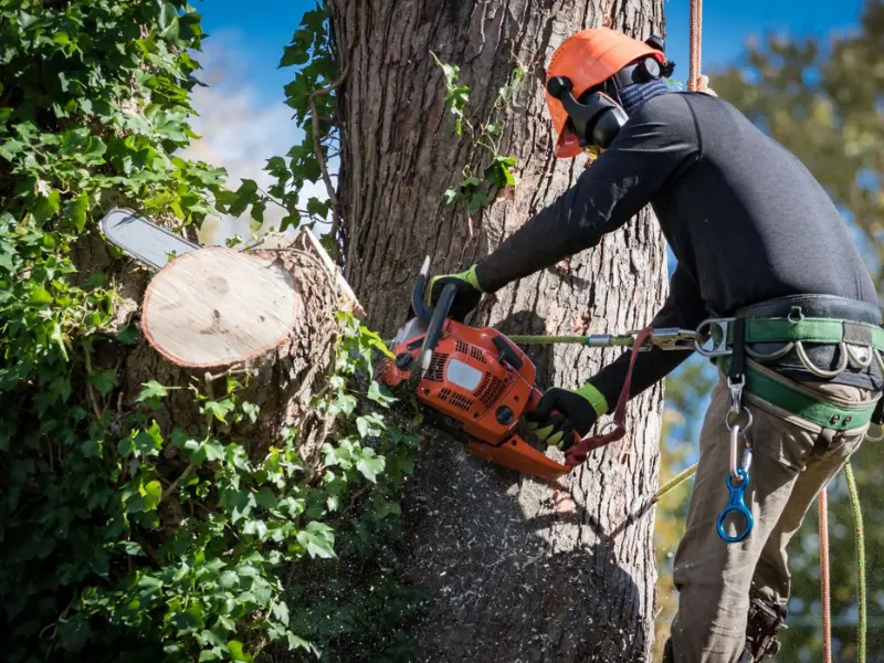 Tree removal arborist wearing a climbing harness and helmet using a chainsaw to cut through a thick tree trunk. Tree removal arborist wearing a climbing harness and helmet using a chainsaw to cut through a thick tree trunk.