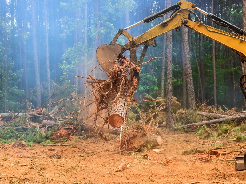 Professional stump removal using heavy equipment to extract a large tree stump and its root system from the ground.
