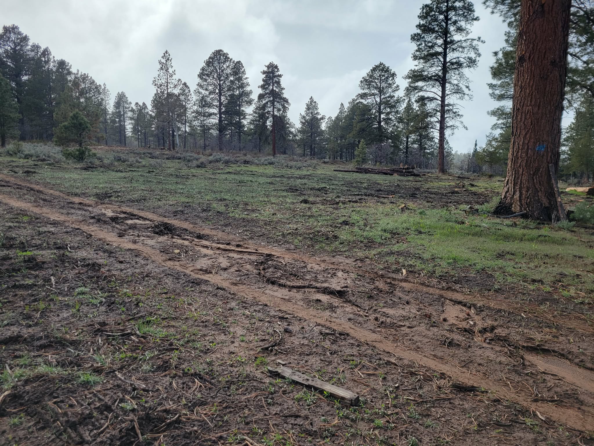 Defensible Space