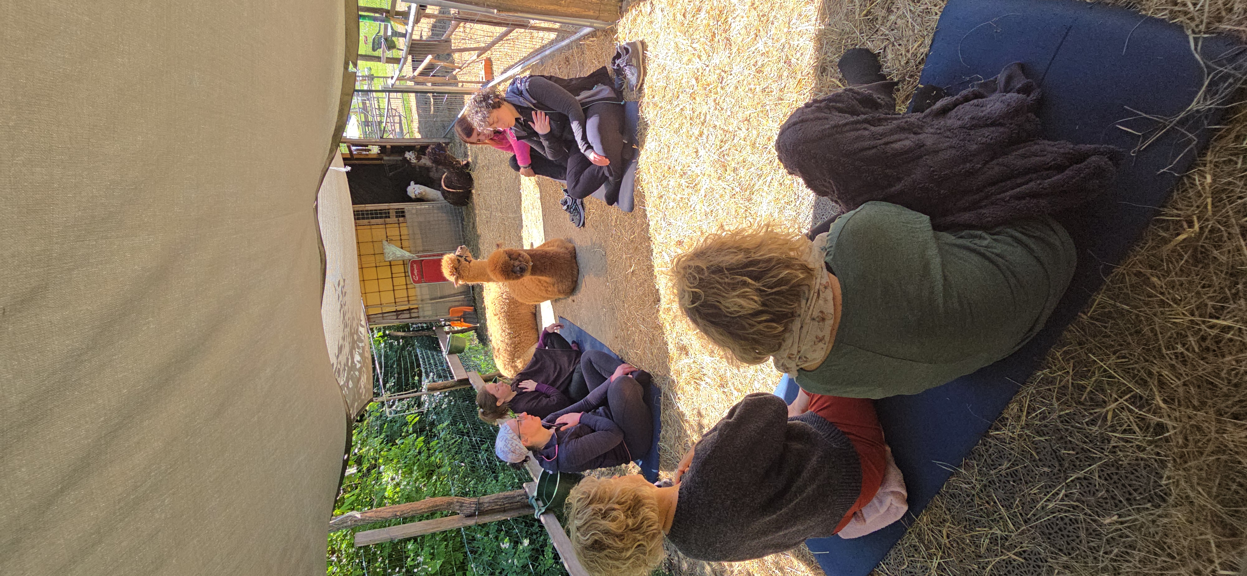 Meditazione di gruppo con gli alpaca
