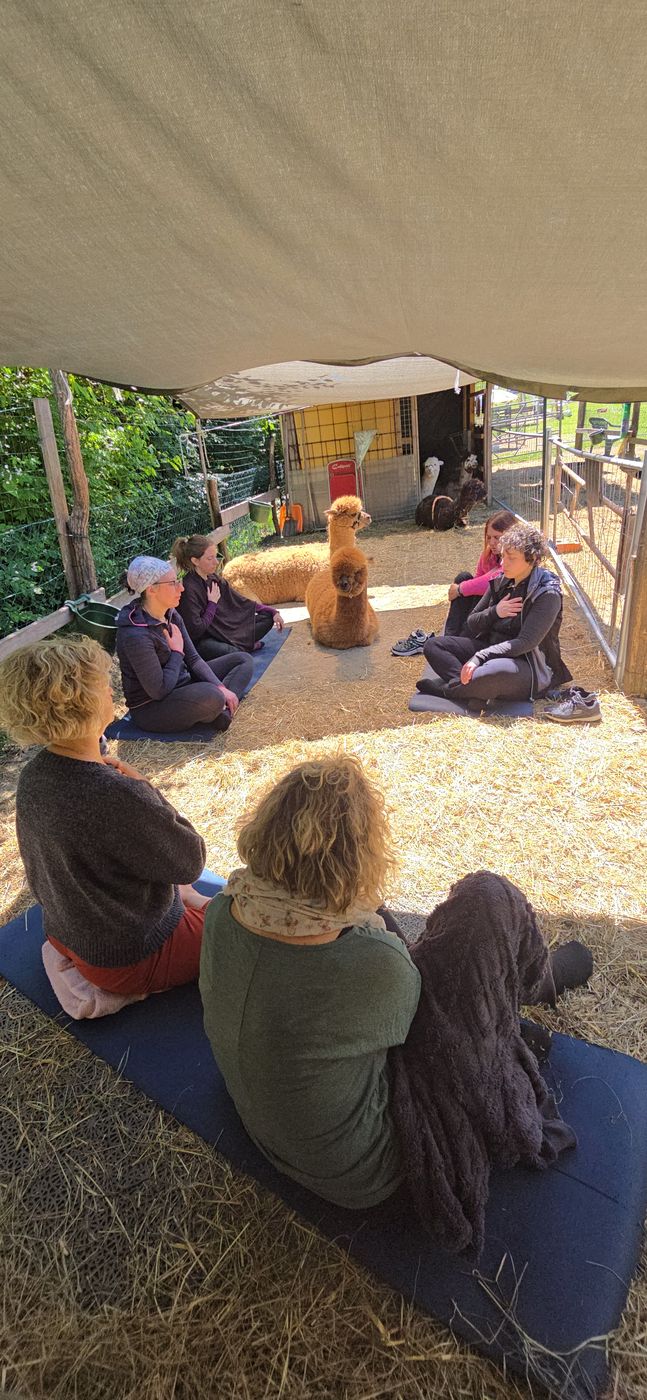 Meditazione di gruppo con gli alpaca