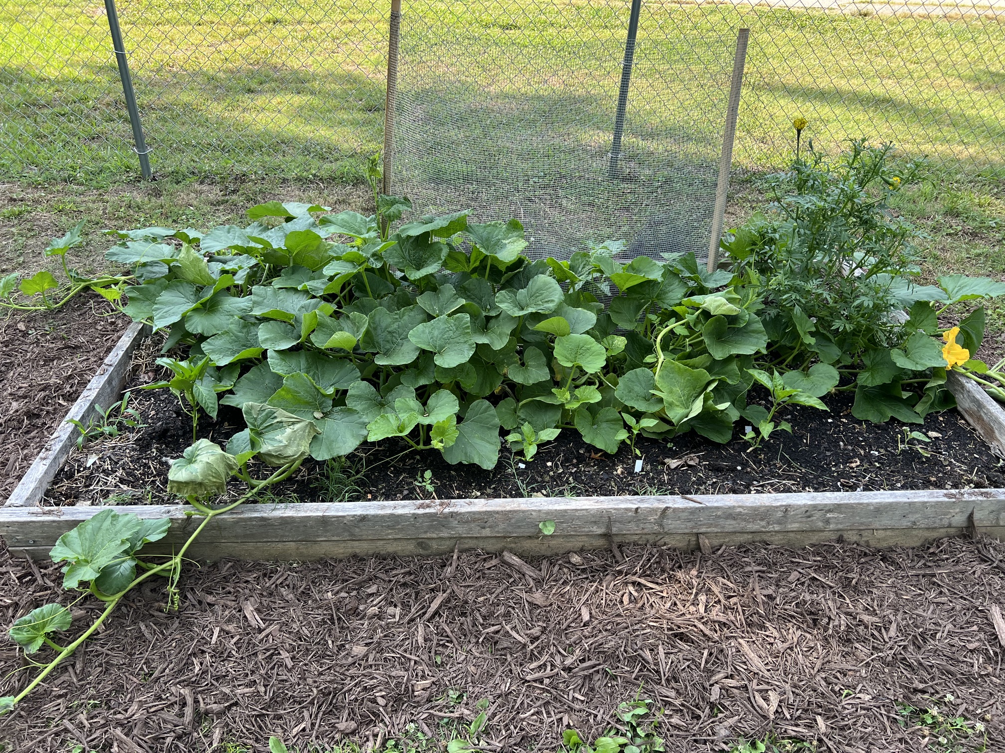 Garden photo