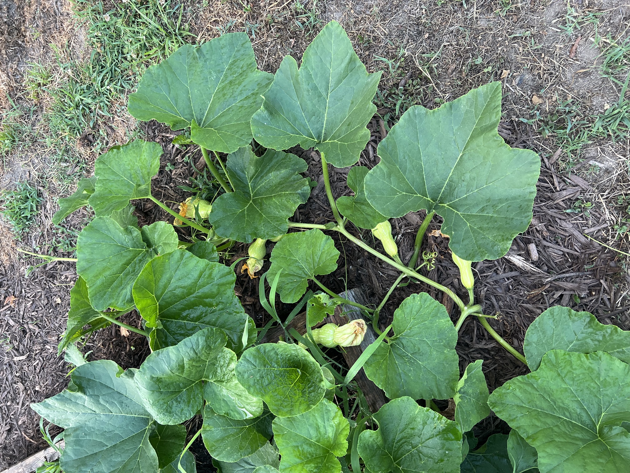 Garden photo