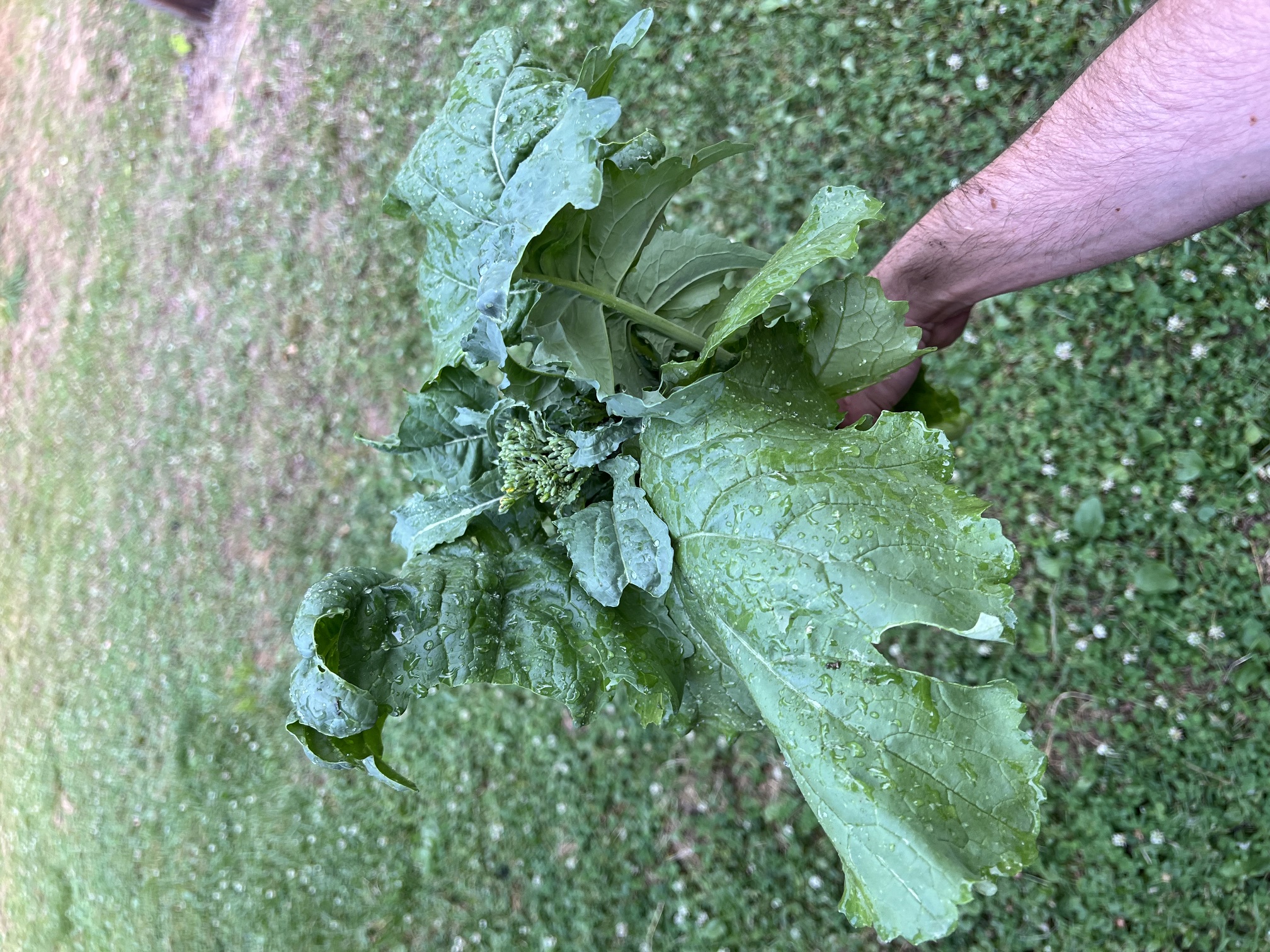 Garden photo