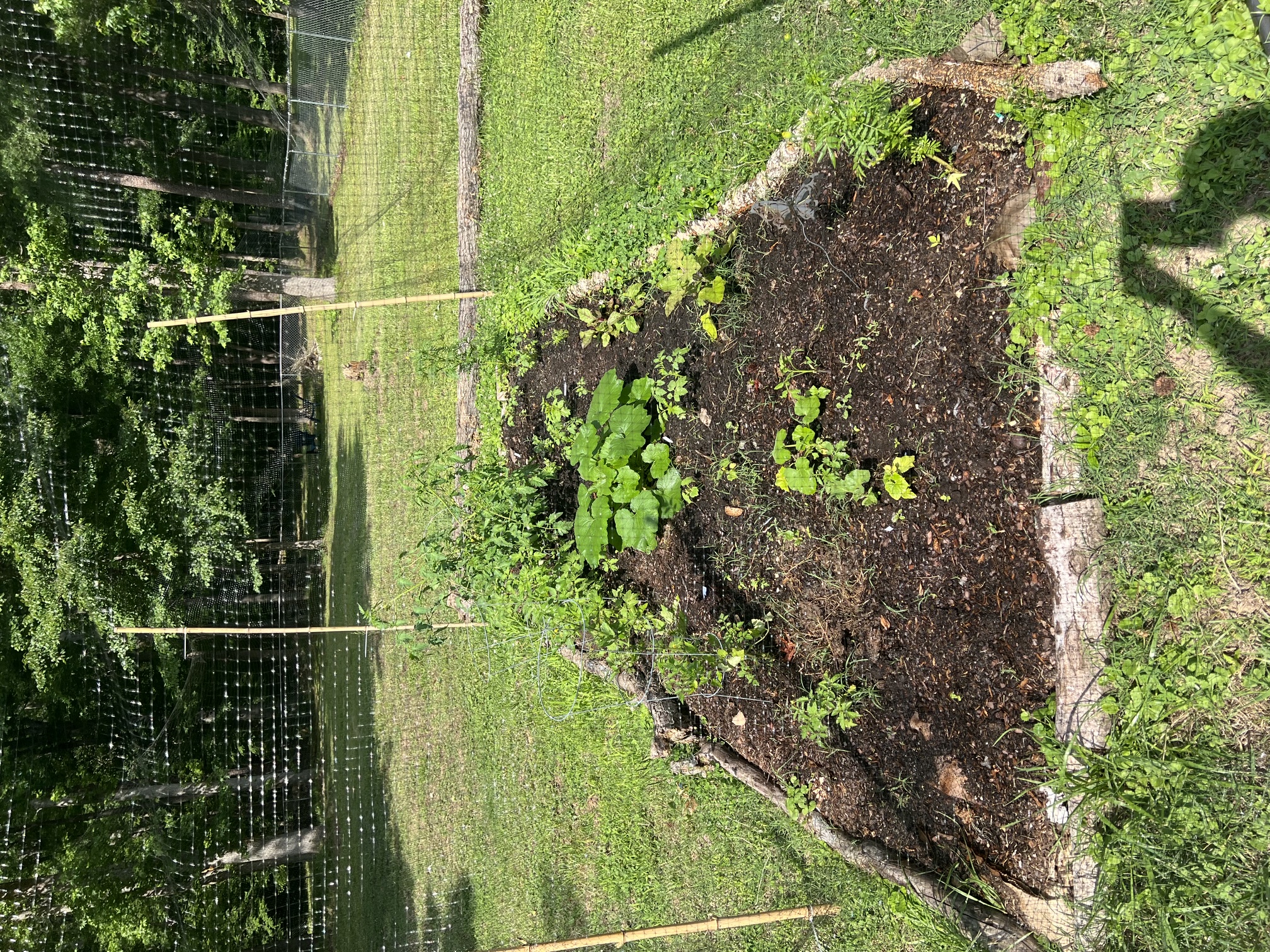 Garden photo
