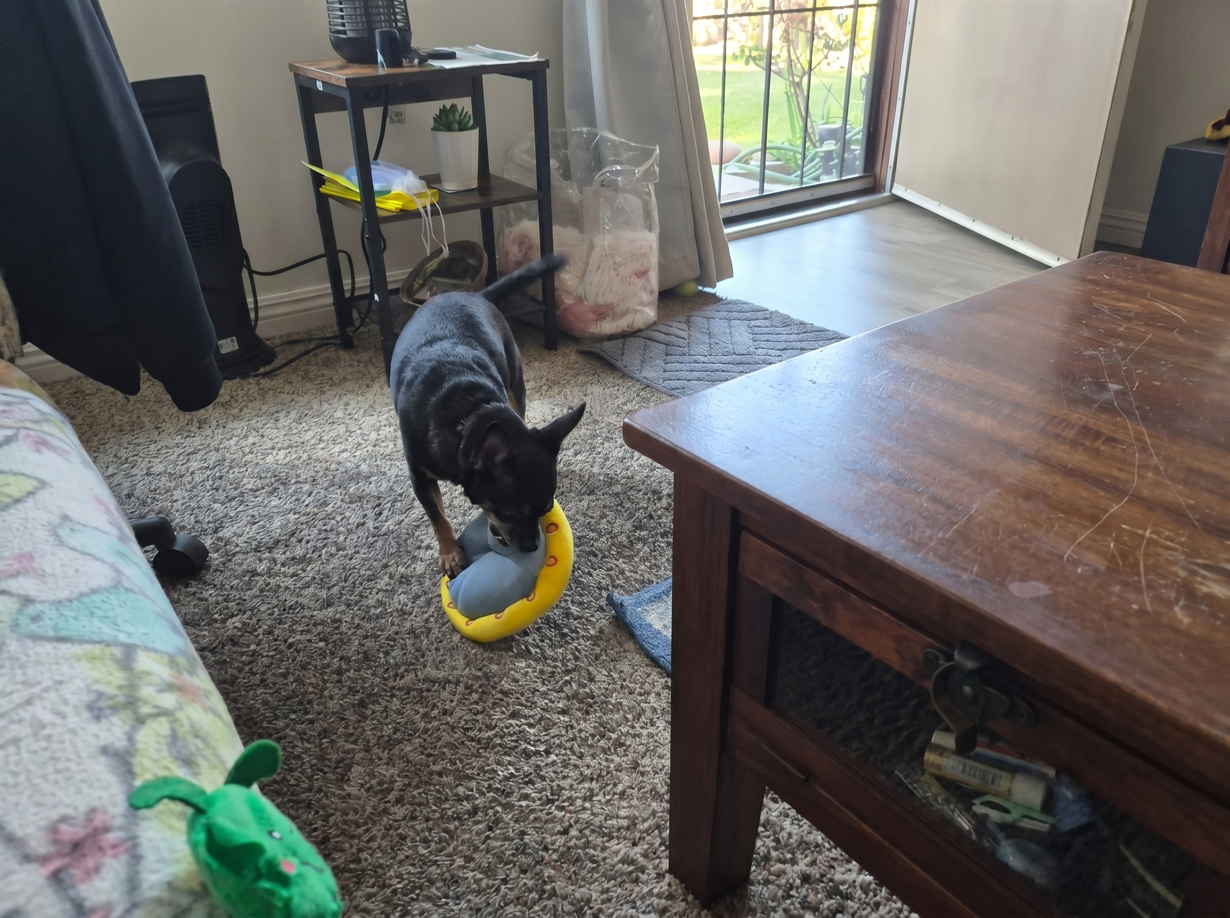 Dog cared for by A Walk While You Work pet sitter in Orange County