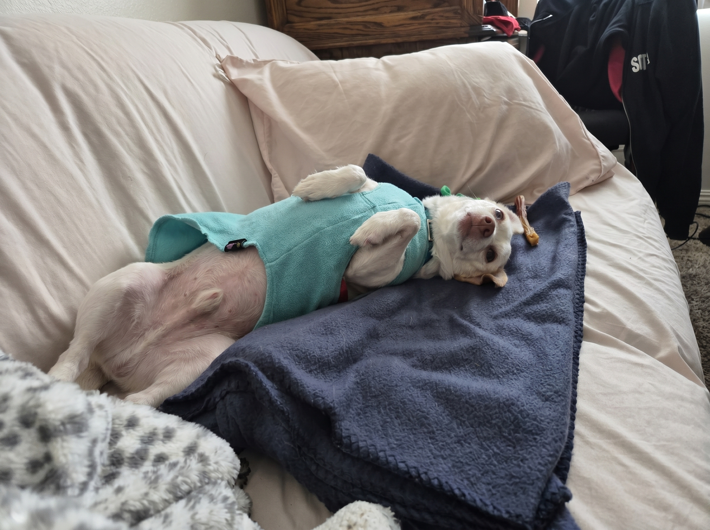 Dog cared for by A Walk While You Work pet sitter in Orange County