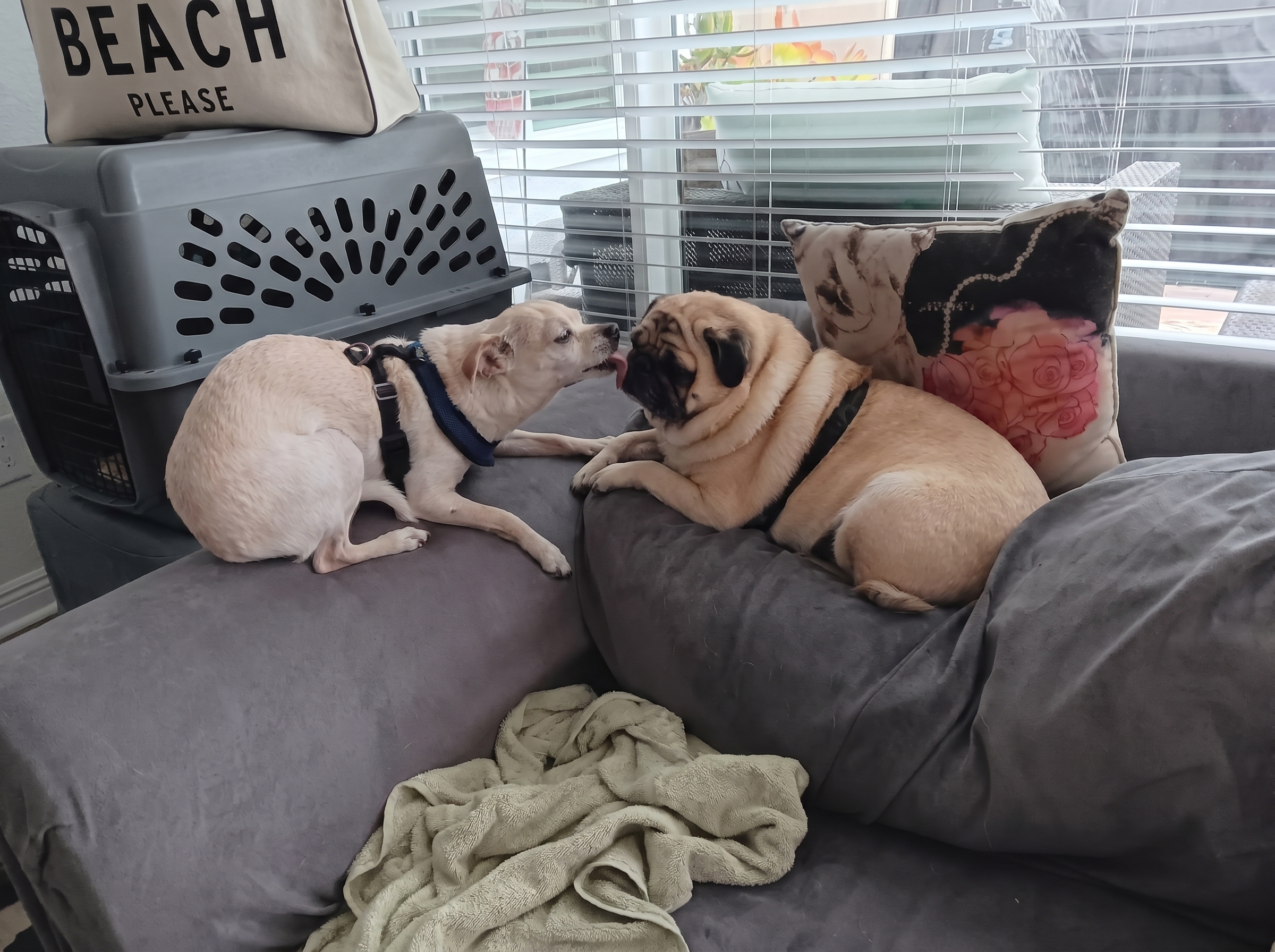 Dog cared for by A Walk While You Work pet sitter in Orange County