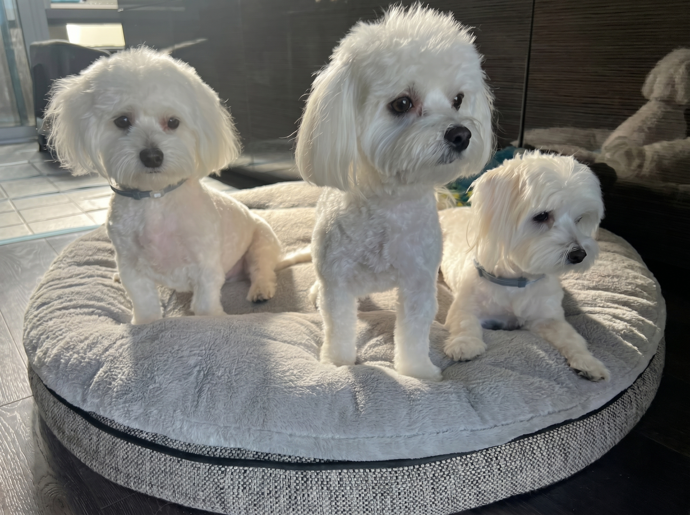 Dog cared for by A Walk While You Work pet sitter in Orange County