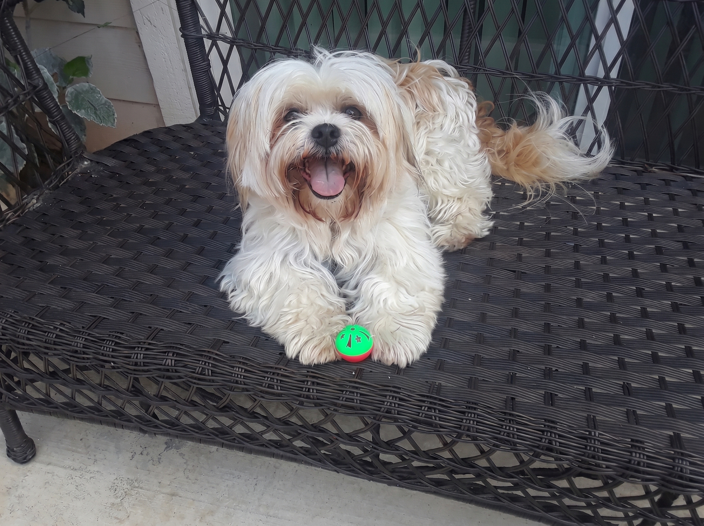 Dog cared for by A Walk While You Work pet sitter in Orange County