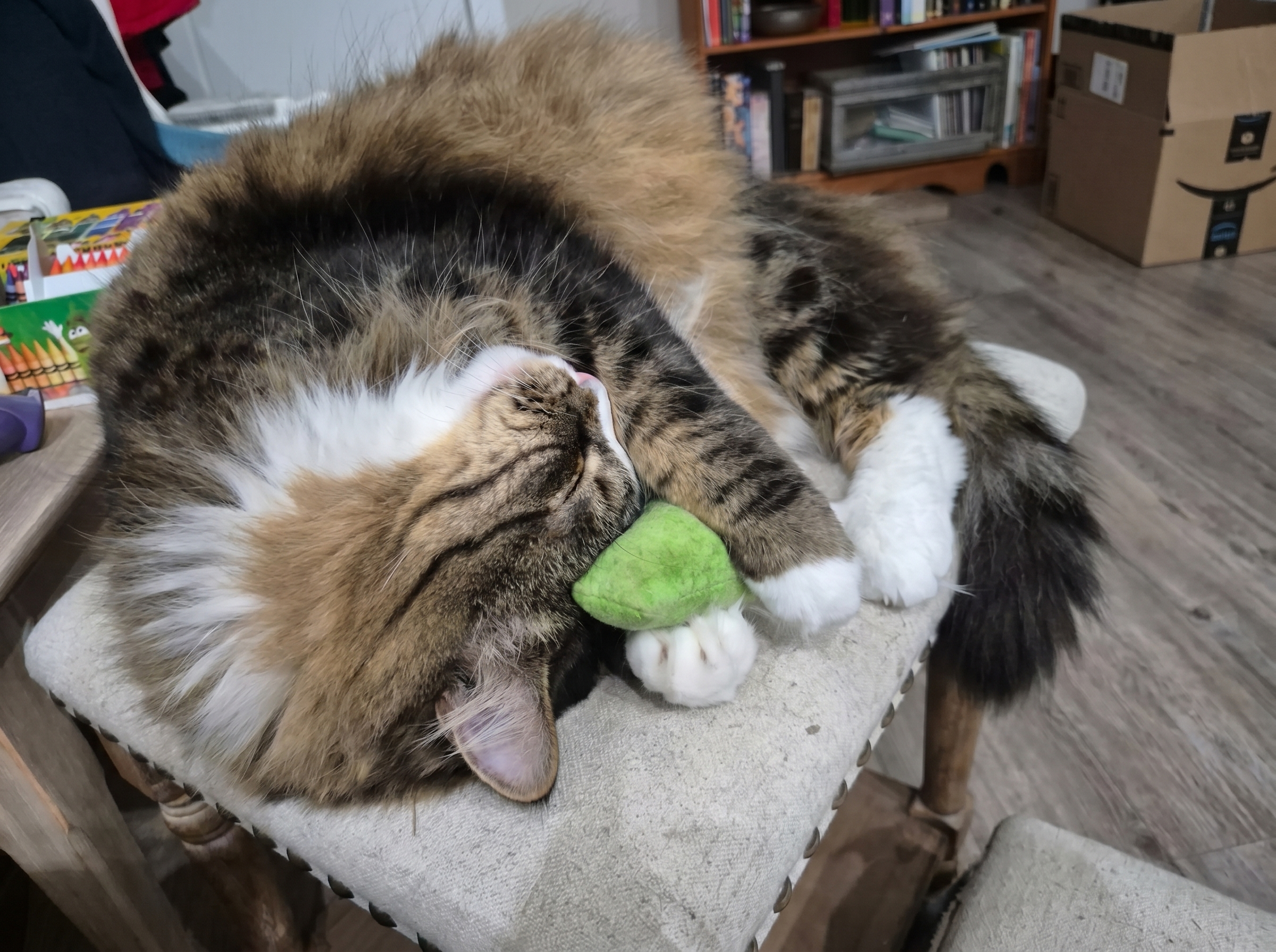 Cat cared for by A Walk While You Work cat sitter in Orange County