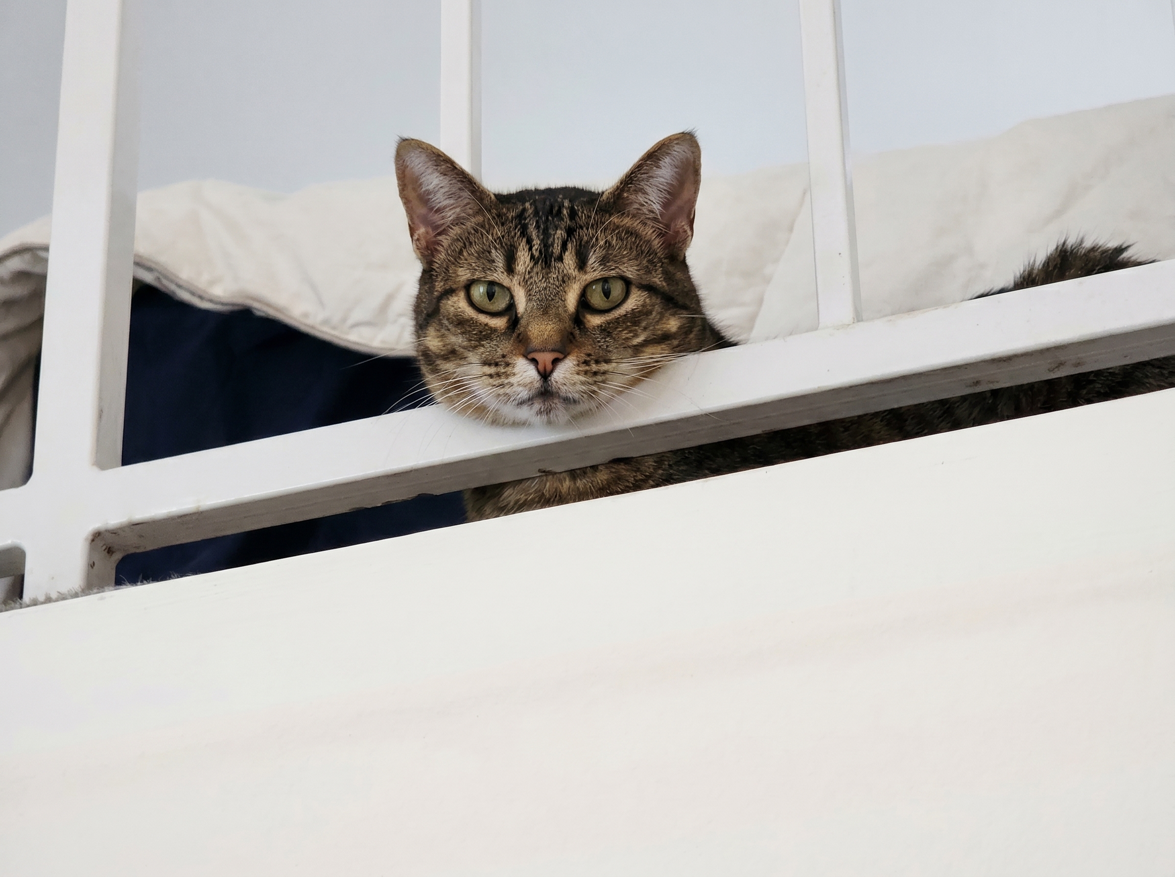 Cat cared for by A Walk While You Work cat sitter in Orange County