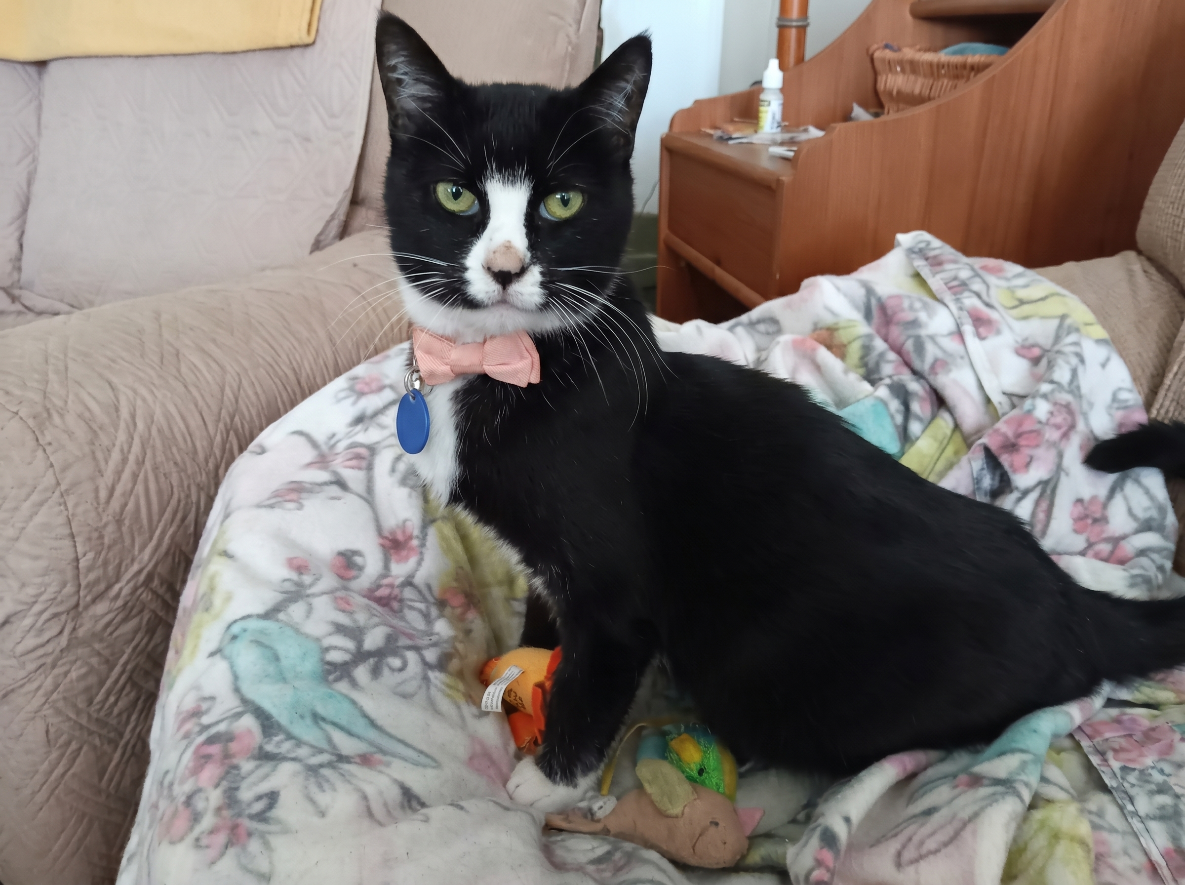 Cat cared for by A Walk While You Work cat sitter in Orange County