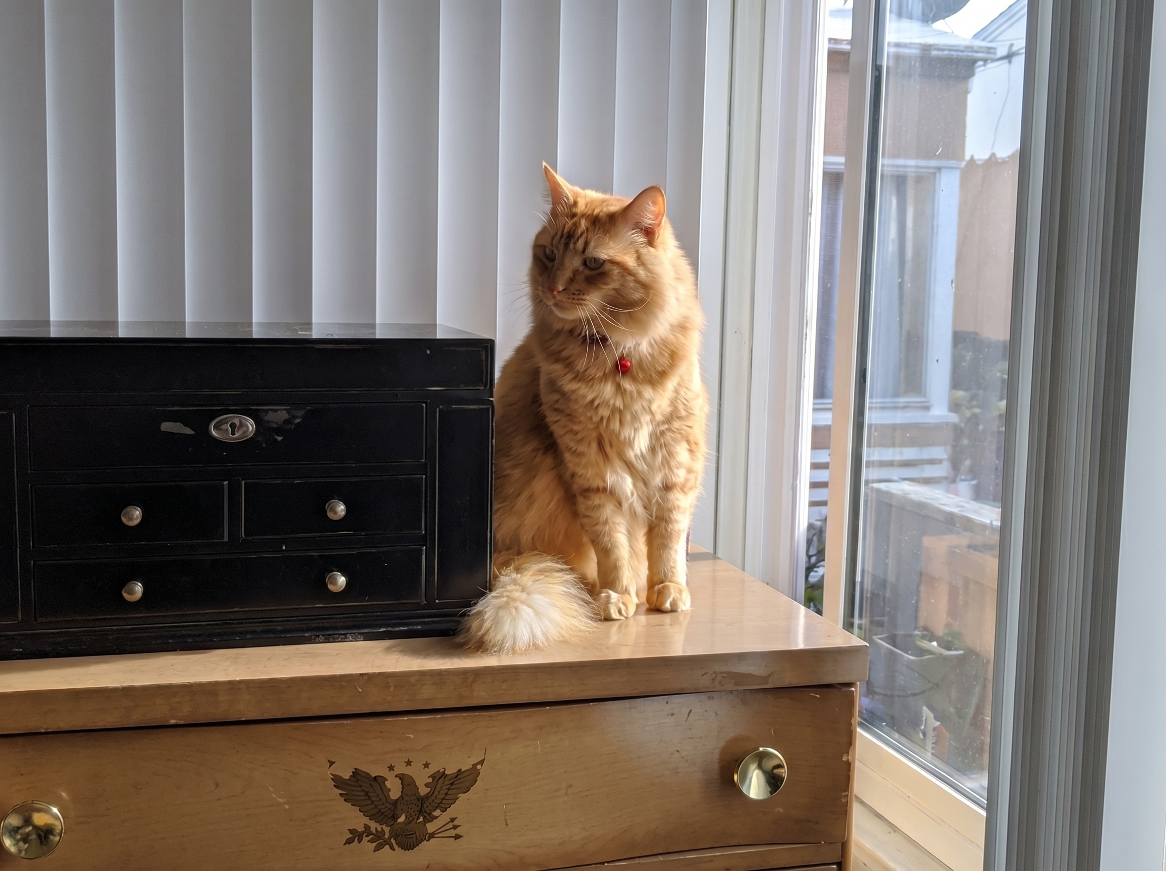 Cat cared for by A Walk While You Work cat sitter in Orange County