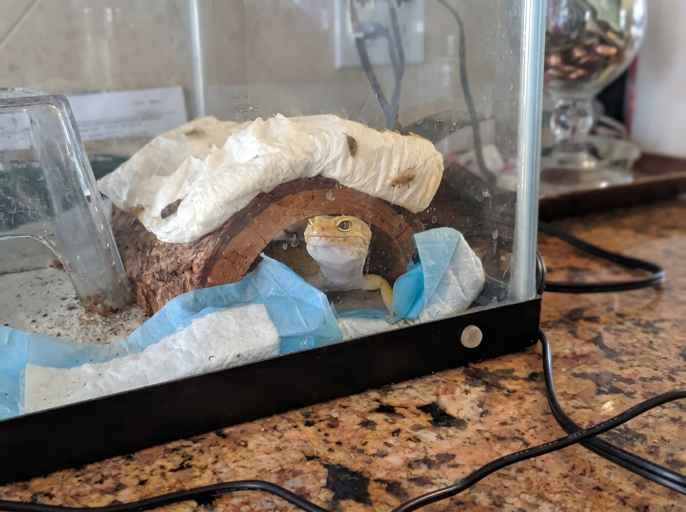 Reptile cared for by A Walk While You Work exotic pet sitter in Orange County