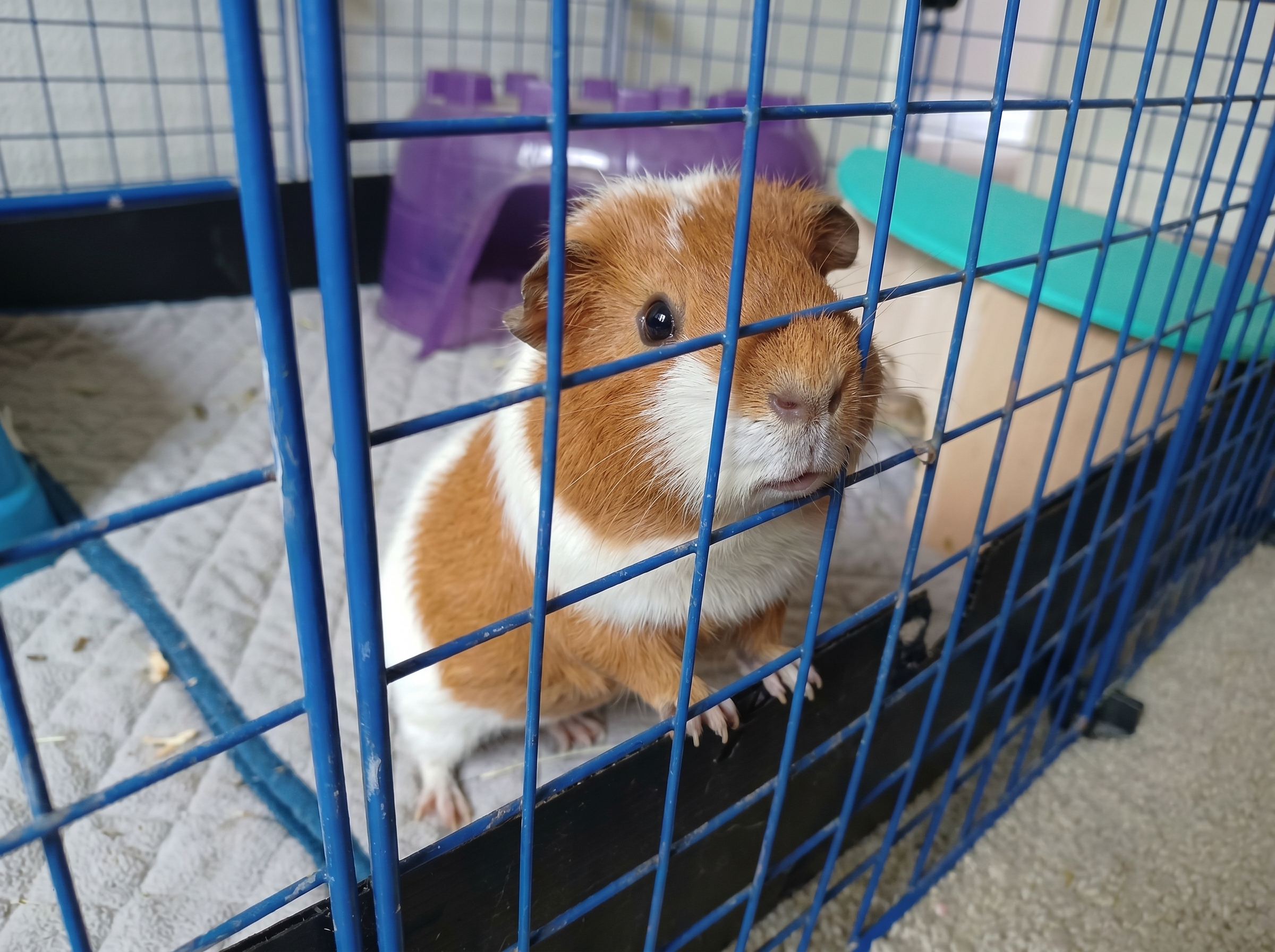 Small pet cared for by A Walk While You Work pet sitter in Orange County