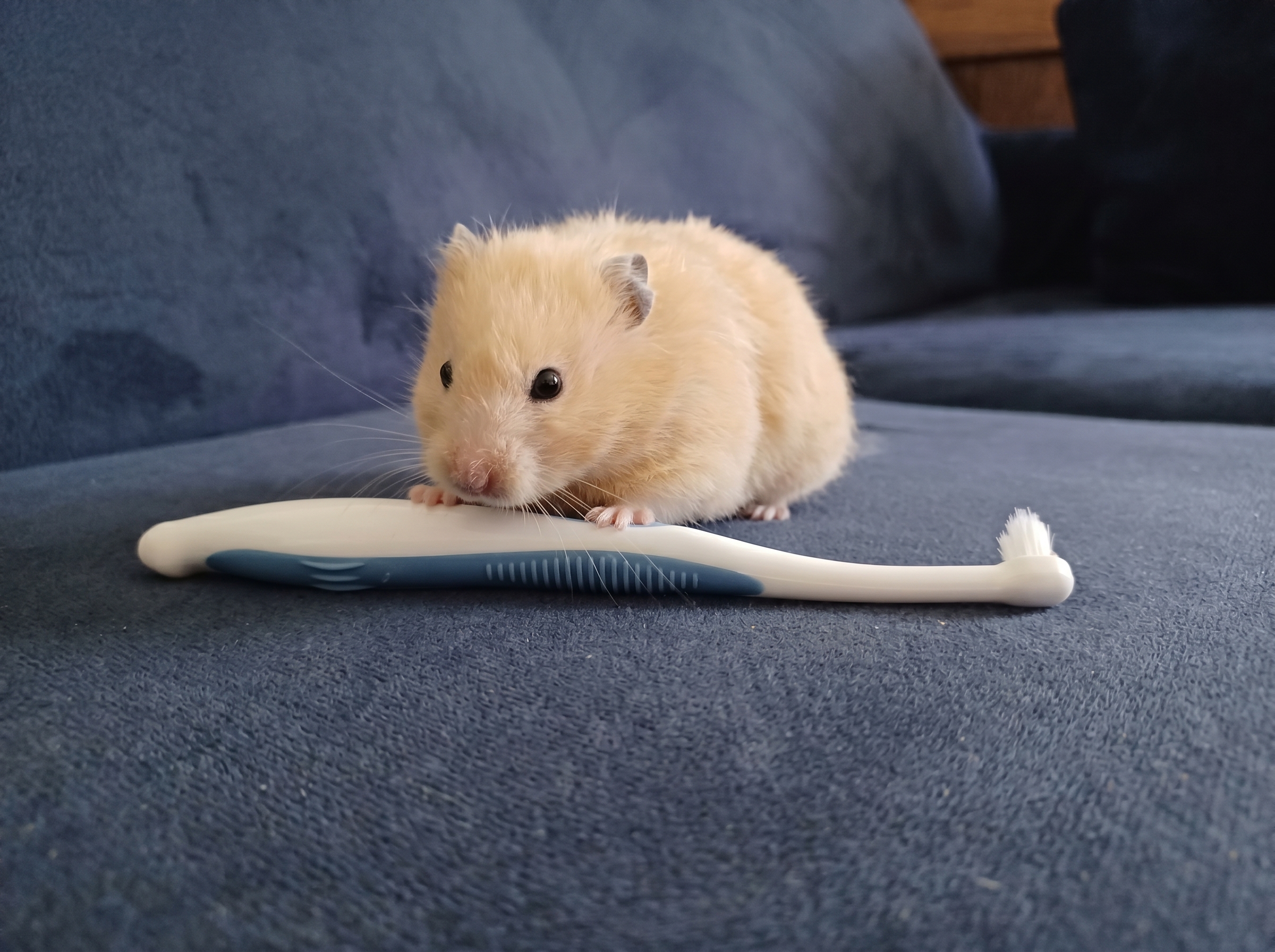 Small pet cared for by A Walk While You Work pet sitter in Orange County