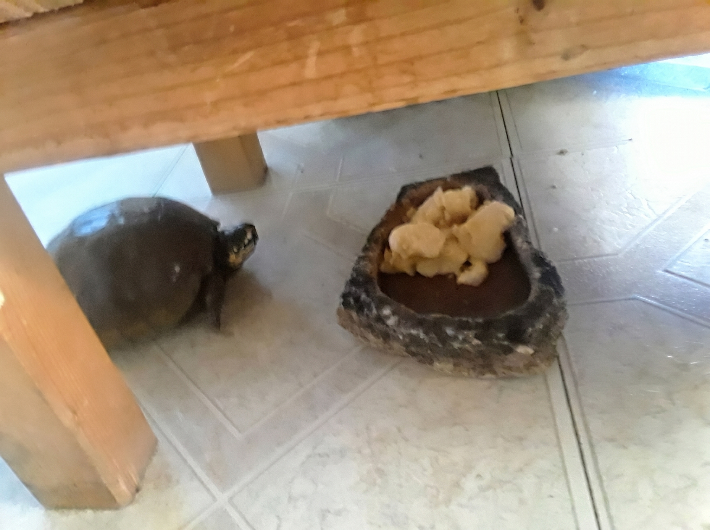 Reptile cared for by A Walk While You Work exotic pet sitter in Orange County