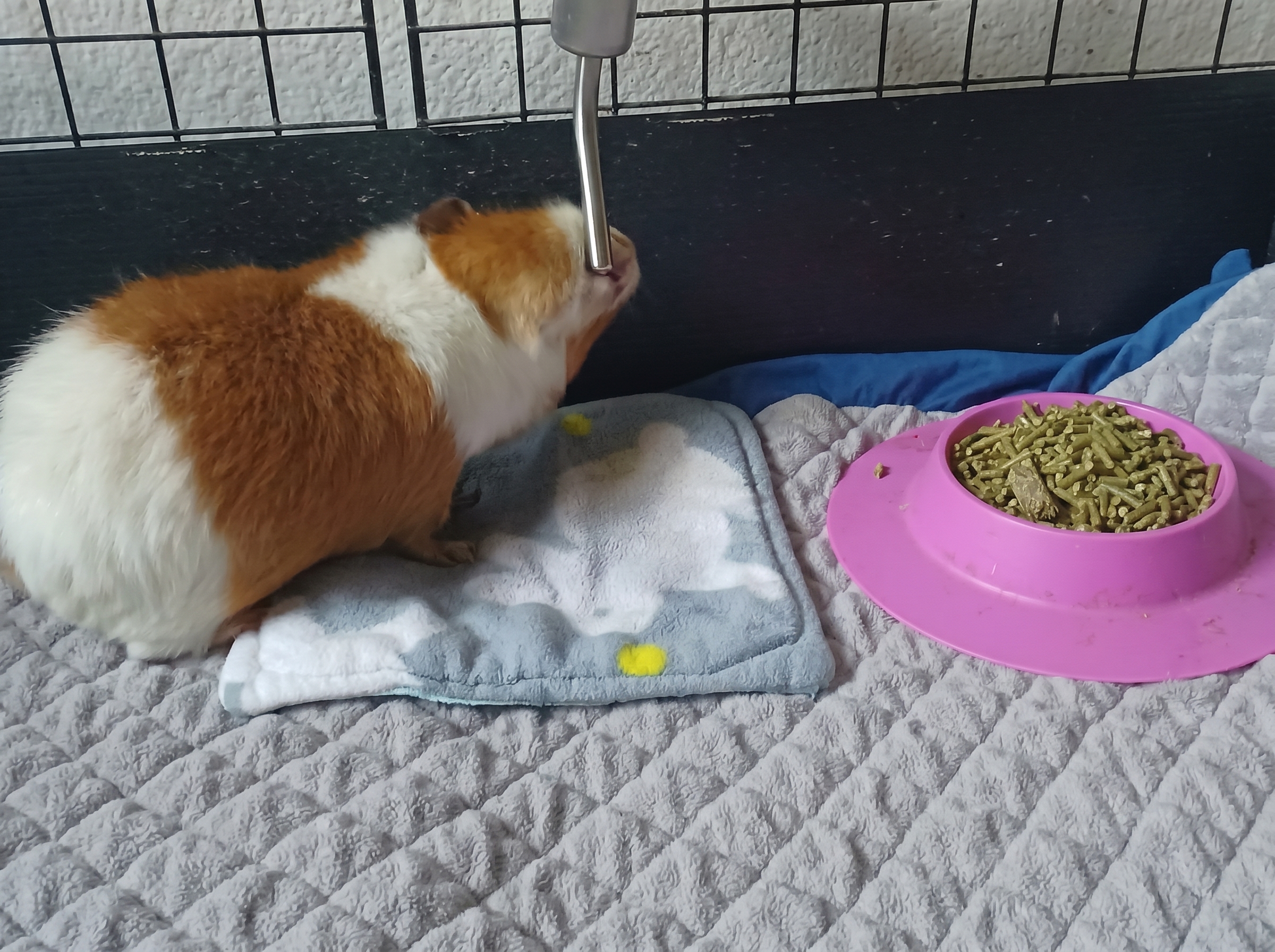 Small pet cared for by A Walk While You Work pet sitter in Orange County