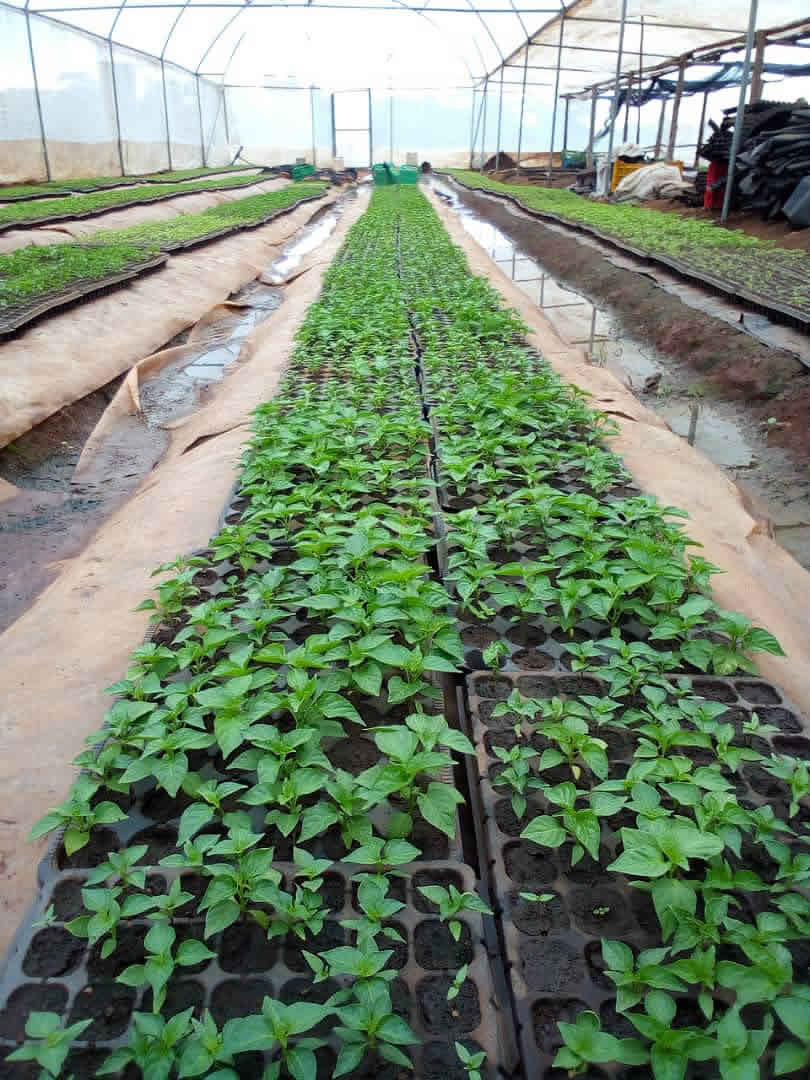 Vegetable seedlings in Mashamba's controlled greenhouse environment, the first stage of quality-assured export production in Uganda