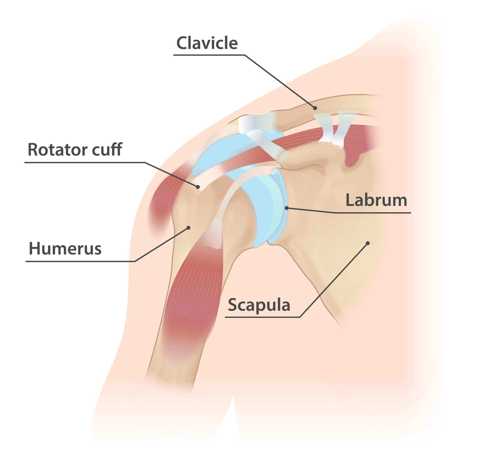 diagram of shoulder with shoulder pain