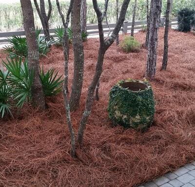 Pine straw landscaping in wooded areas for ground cover and moisture retention