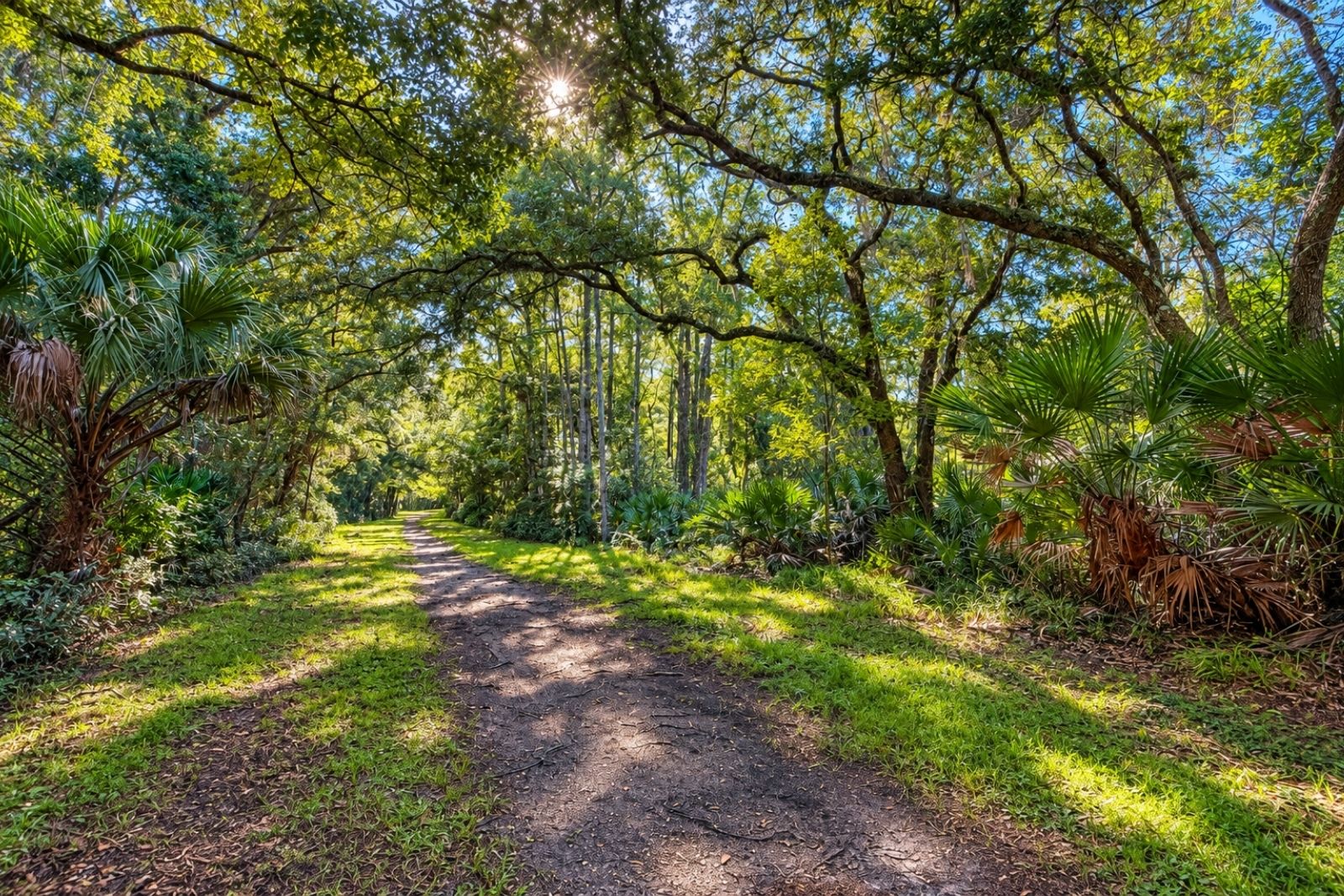 Nocatee Preserve unpaved trail beneath a dense tree canopy
