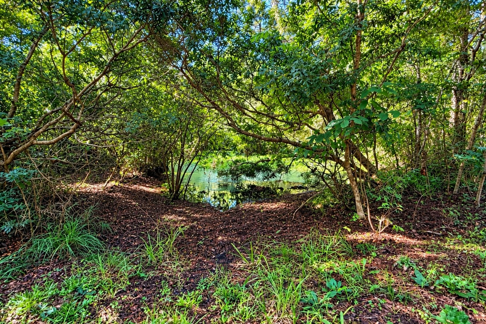 Wetland and wooded habitat inside the Nocatee Preserve