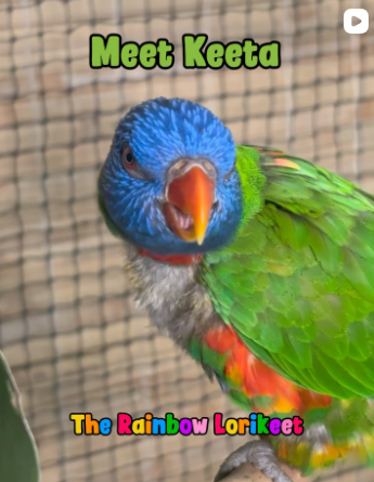 Brisbane Bird Minding Instagram post