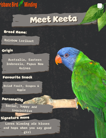 Brisbane Bird Minding Instagram post