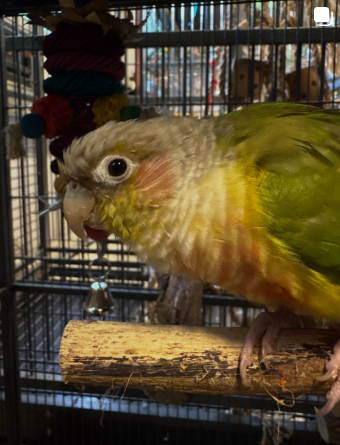 Brisbane Bird Minding Instagram post
