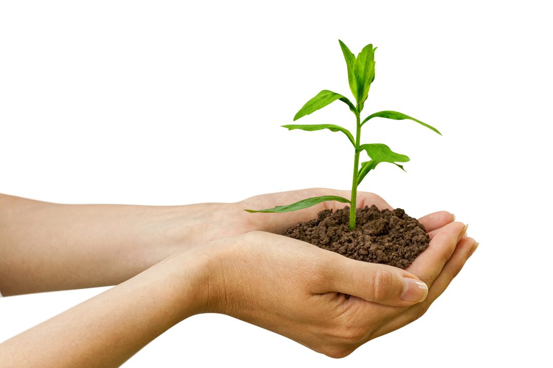 Hands gently holding a young plant, symbolizing growth and learning