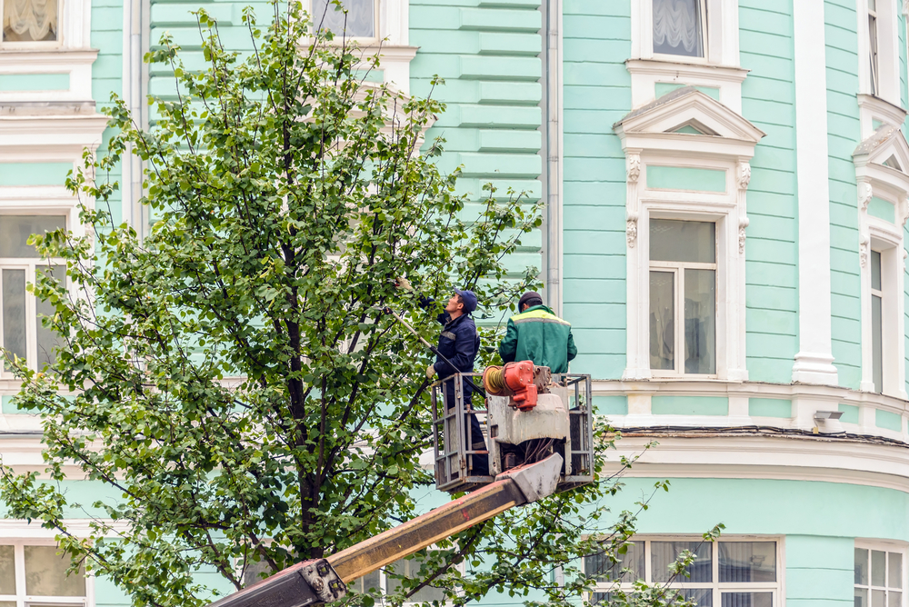 Commercial Tree Services