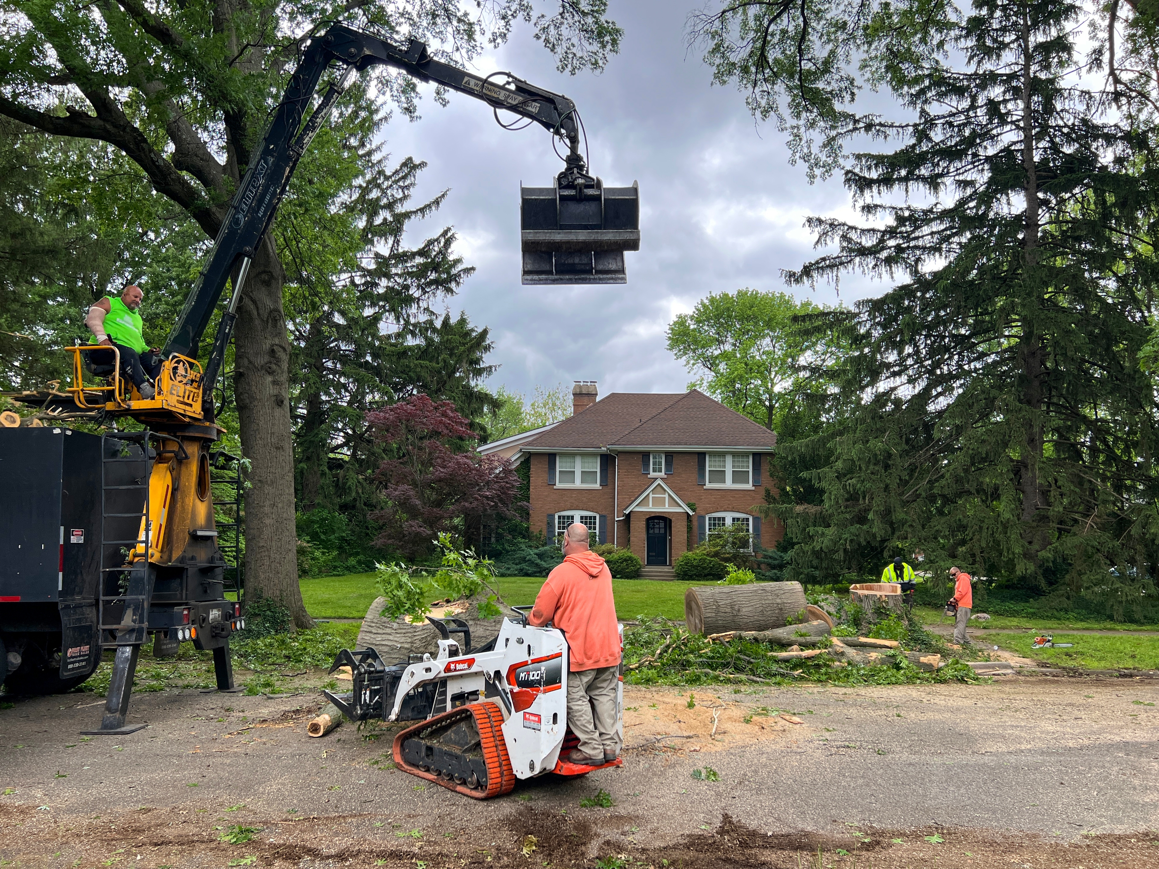 Large Tree Removal