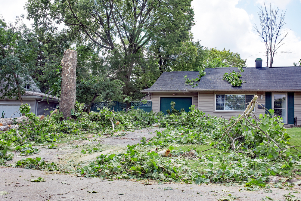 Large Tree Removal