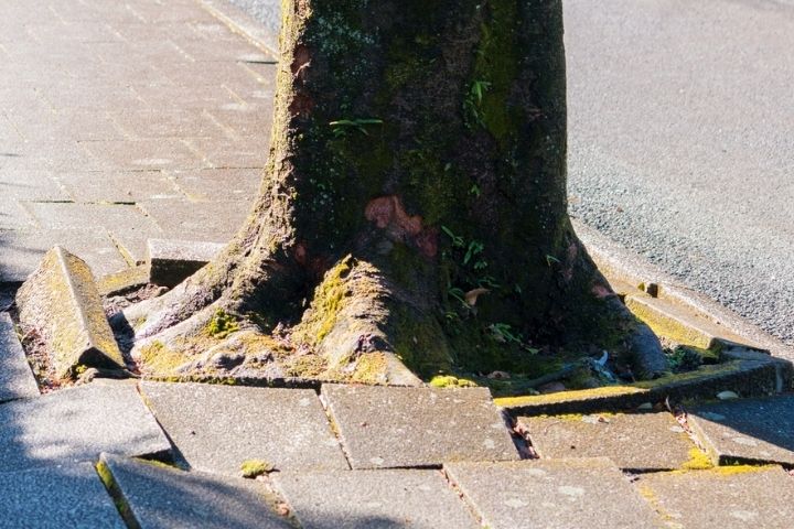 dangerous tree removal 