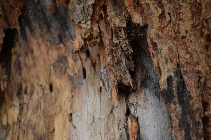 dangerous tree removal 