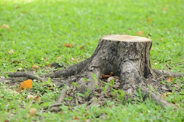stump grinding 