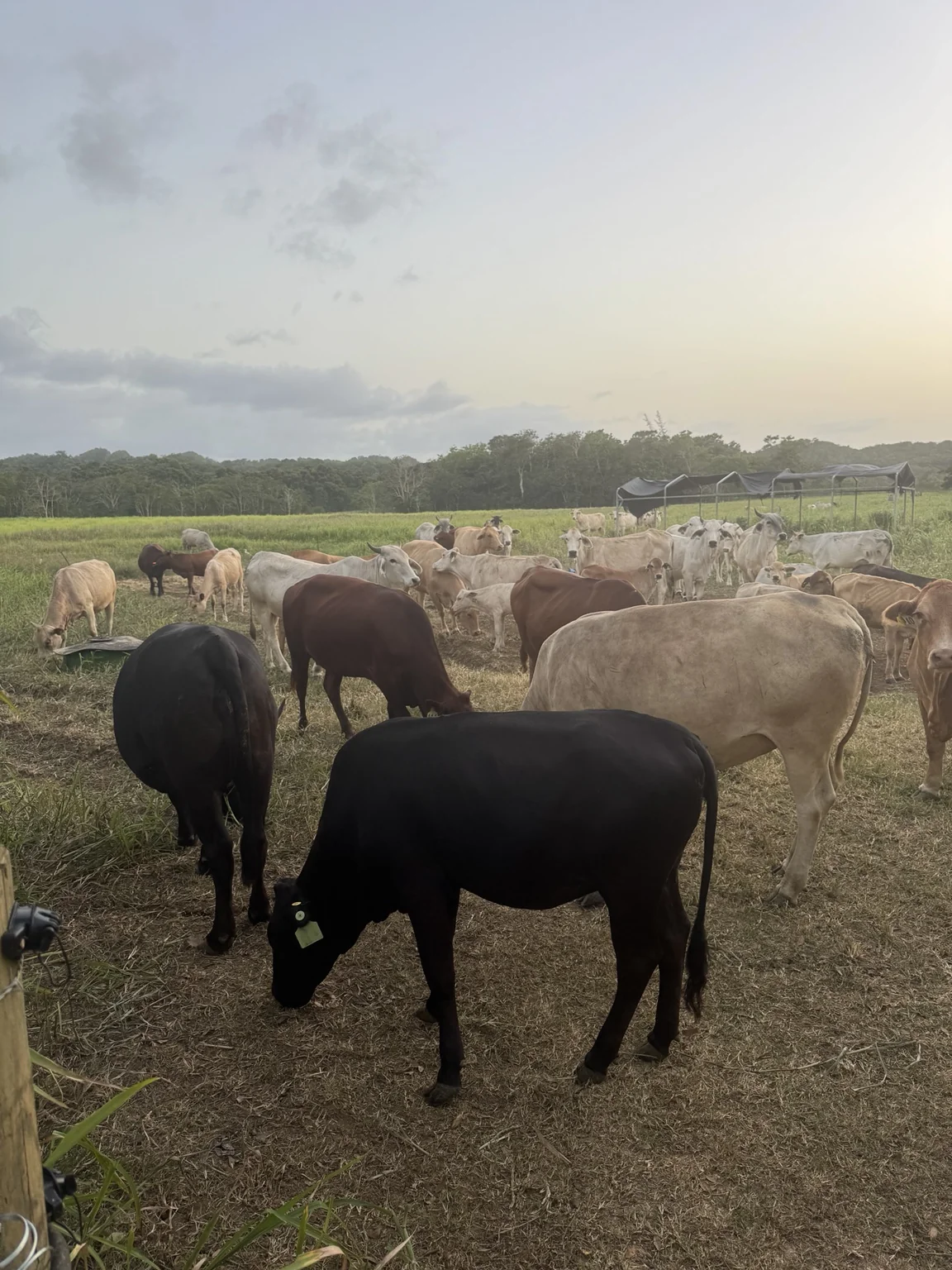 Cattle grazing at La Finca Pastoreo in Puerto Rico