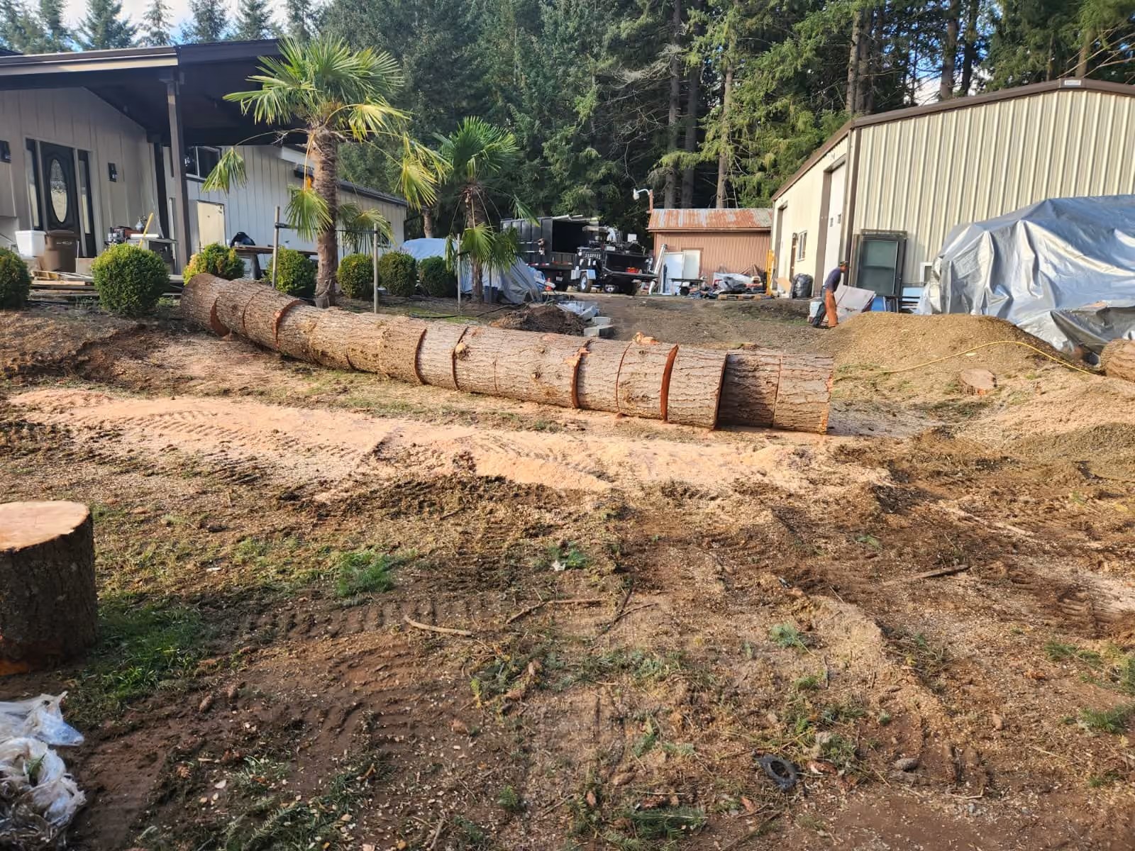 Lightning Tree Services Pacific Northwest arborist background