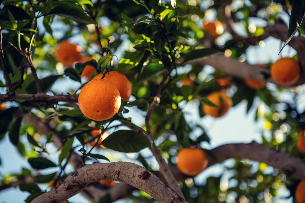 Fruit Tree Care