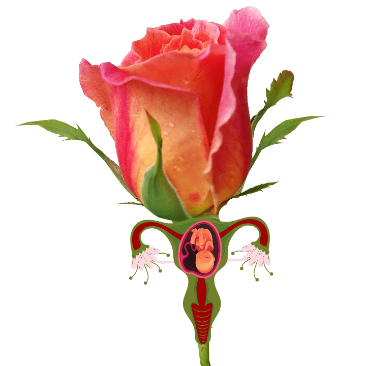 <p></p><p></p><h3>Womb &amp; Bloom Community</h3><h3>FREE</h3>